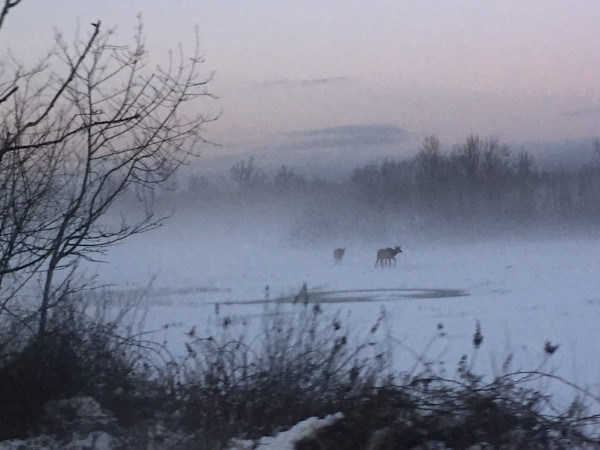 Snoqualmie Valley: Snow, fog, elk, 2 by Denita Benyshek