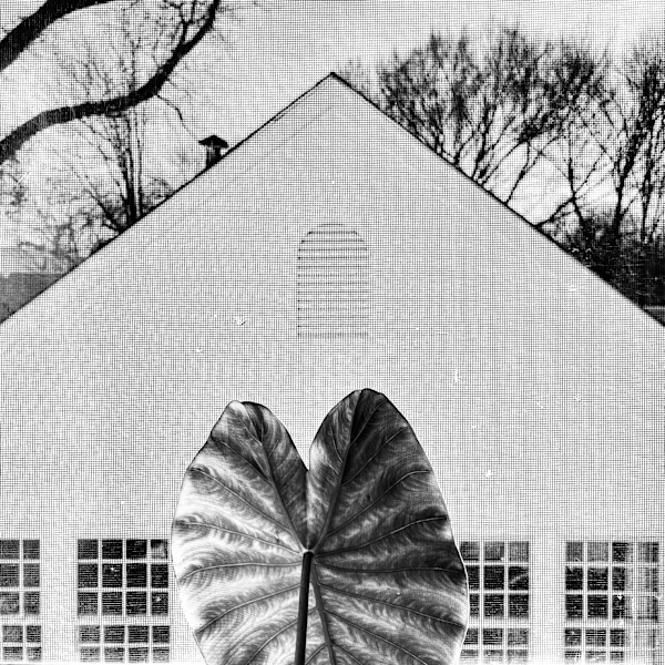 Elephant Ear, Neighbor's Home by Denita Benyshek