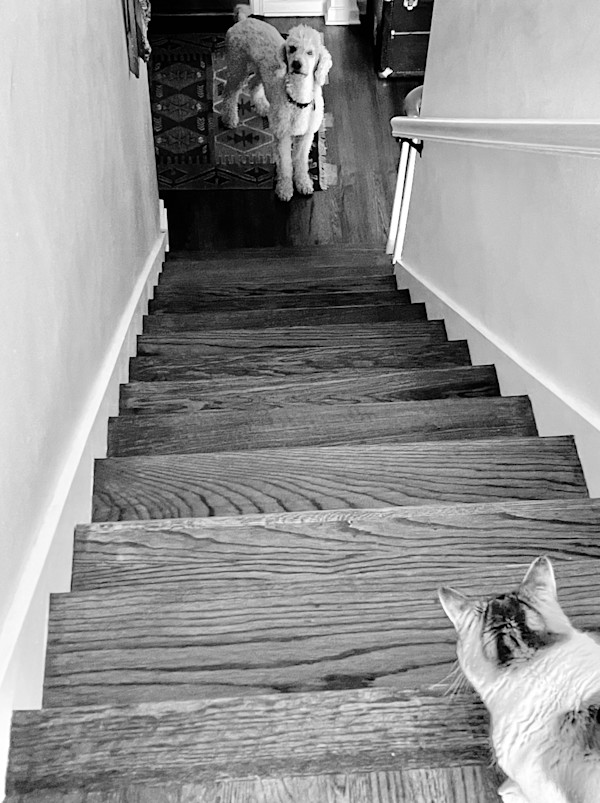 The Stand Off: Buzz and Parker by Denita Benyshek