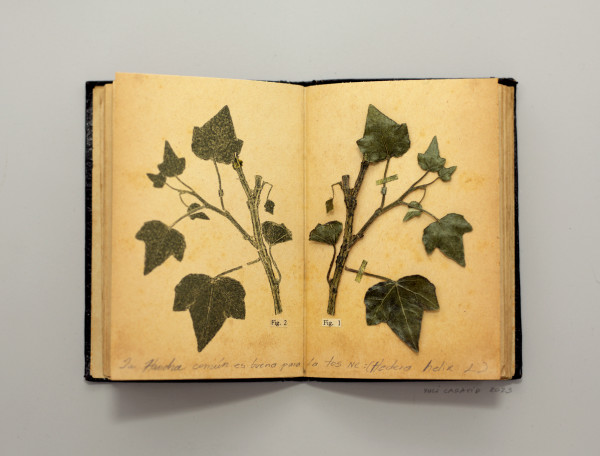 Hedera helix by Yuli Cadavid