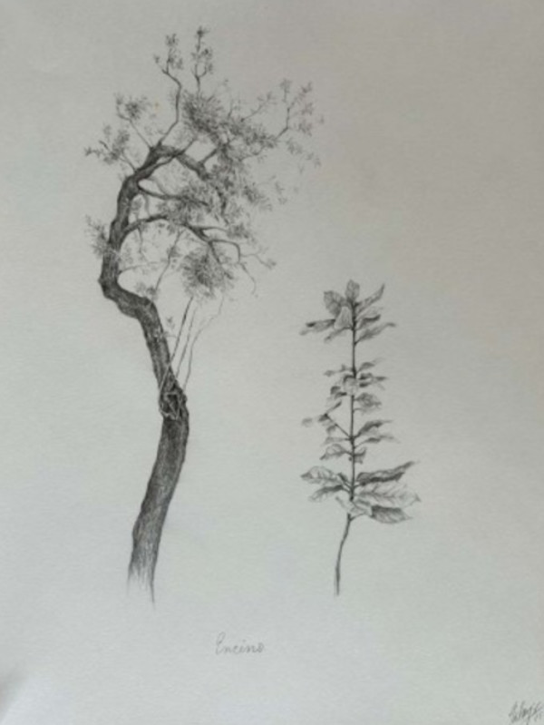 Encino by Glenda Salazar