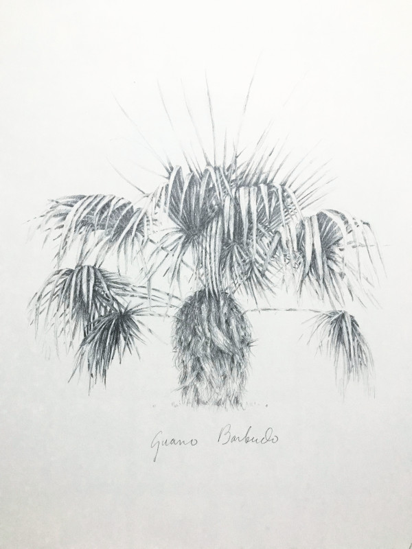 Guano Barbudo by Glenda Salazar