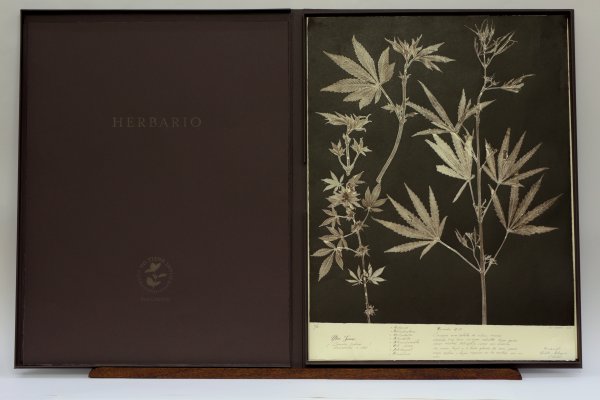 Herbario by Yuli Cadavid