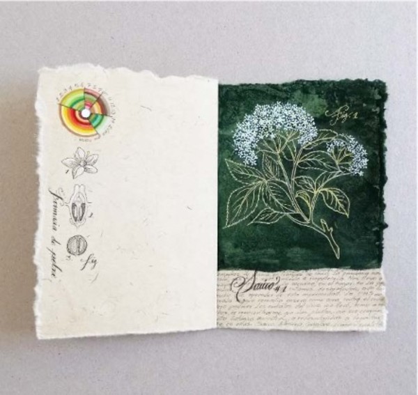 Fitoterapia Básica, remedios de una mamá en tiempos de covid. Planta: sauco. by Yuli Cadavid