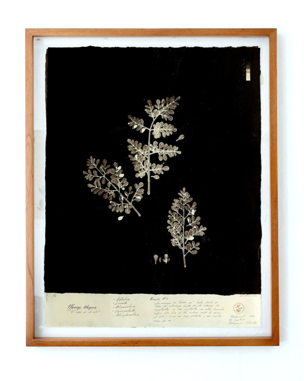 Moringa II by Yuli Cadavid