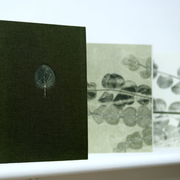 Fitoterapia Básica, remedios de una mamá en tiempos de covid. Eucalipto. by Yuli Cadavid