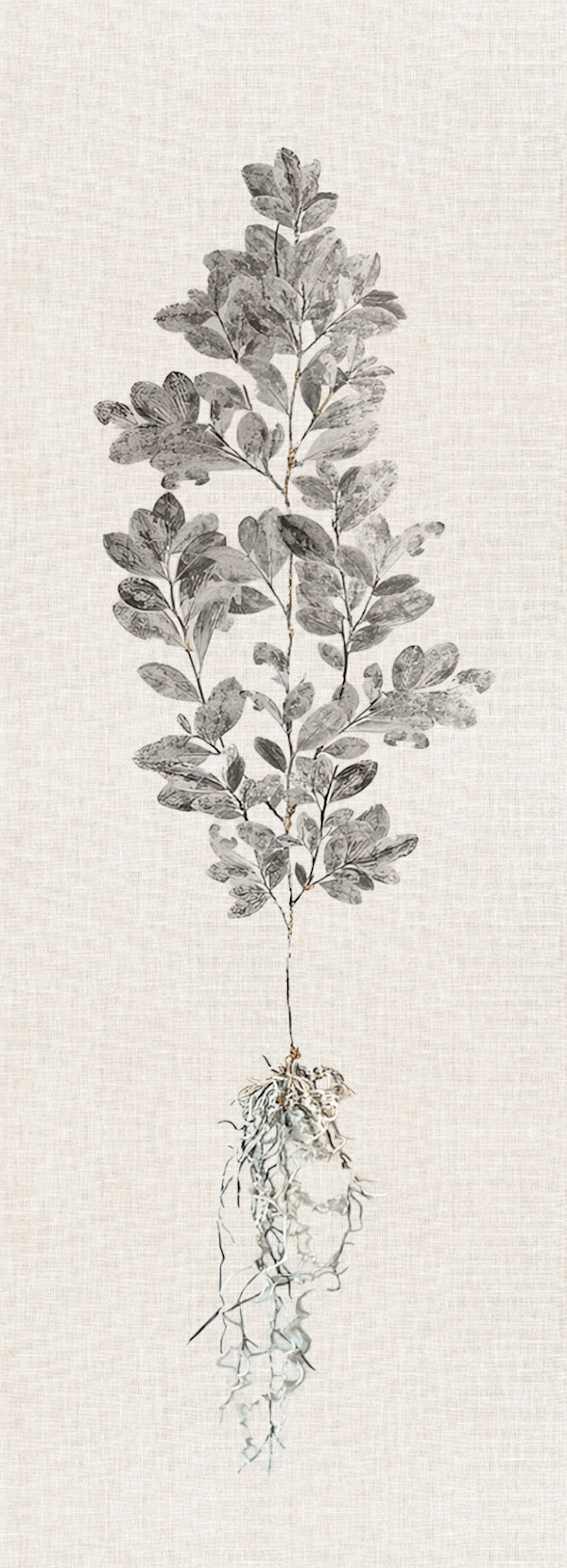 Creciendo desde mis raices (Coca) by Tatiana Arocha