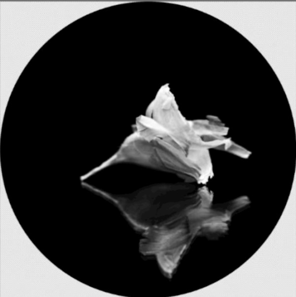 Allium by Maria Méndez