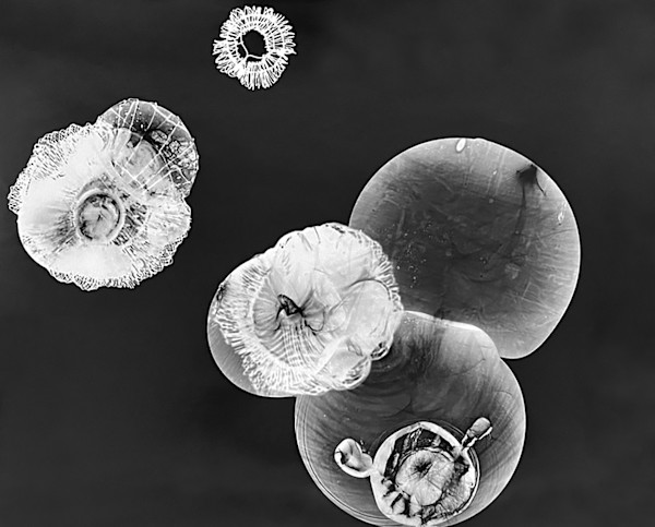 Flare 2 by Beth Dary