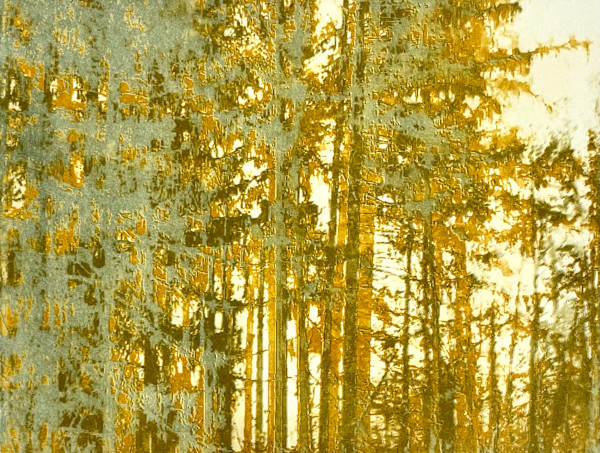 Morning Forest by Sally Frank
