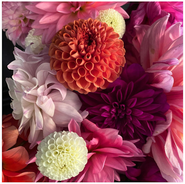 Dahlia Dance by Susan Sawyers