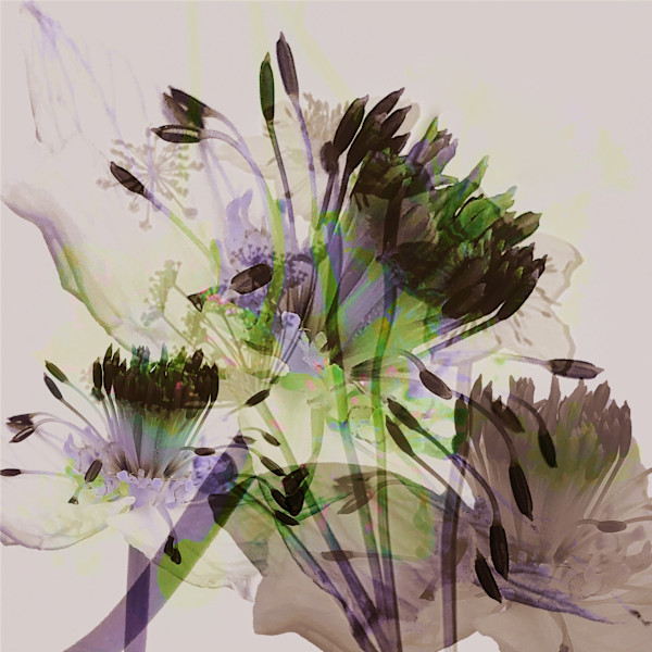 Lumina by Elizabeth Gourlay, Image 1.