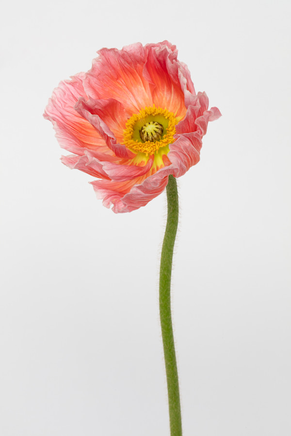 Pink Iceland Poppy by Rhonda Spevak