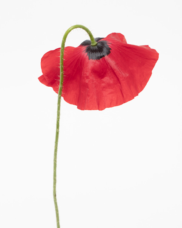 Red Poppy by Rhonda Spevak