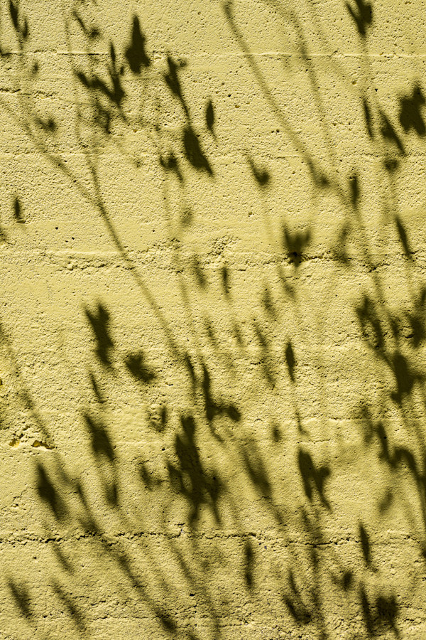 Shadows in Bloom 2 by Jen Mullowney