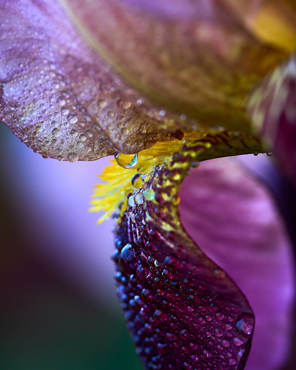 Iris by Ilene Fox