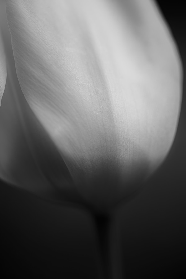 Monotone 1 by Kimberly Crichlow