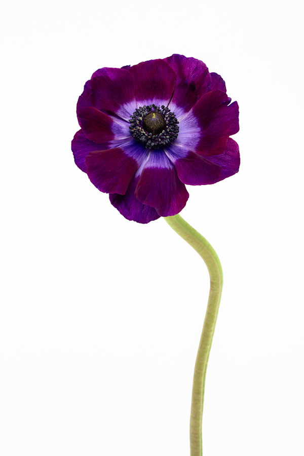 Purple Anemone by Rhonda Spevak