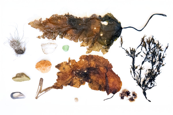 ME Foraged: Sea by Allison Belolan