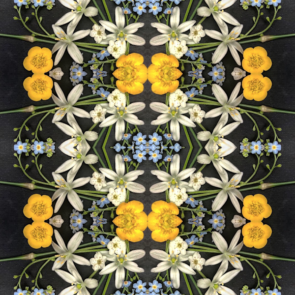 Forget Me Not by Elizabeth Gourlay
