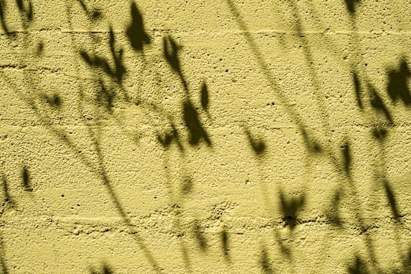Shadows in Bloom 1 by Jen Mullowney