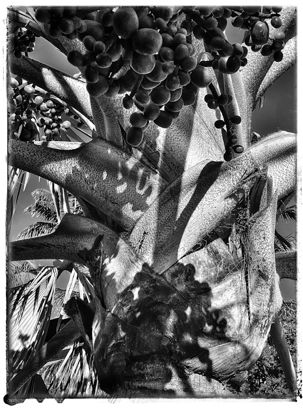 Bubble Palm by Carol Bouyoucos