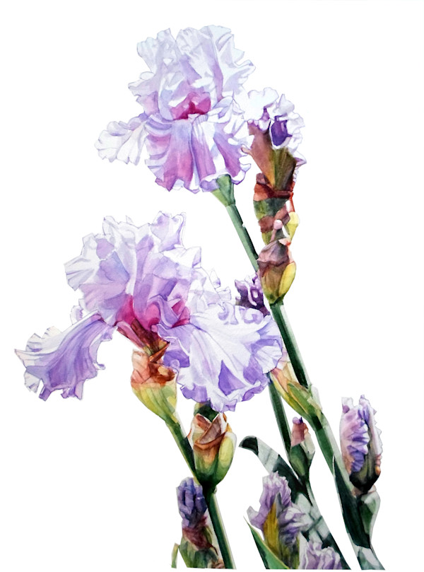 Lilac Irises in the Sun by Greta Corens