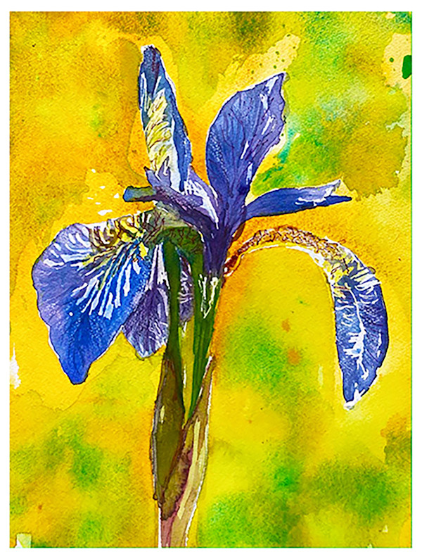 Iris by Katie Goldberg