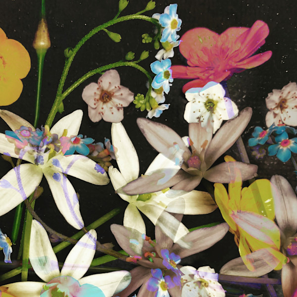 Springs Ephemerals by Elizabeth Gourlay