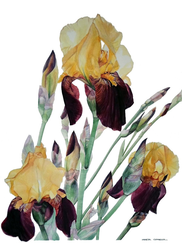 Golden Irises by Greta Corens
