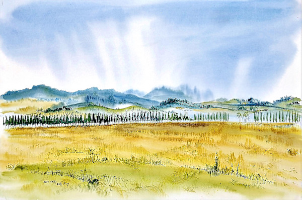 Napa Valley by Betty Guy