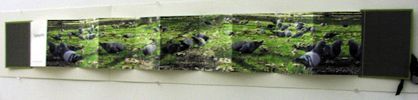 Pigeon Community by Wren Woodward Sarrow, Image 1.