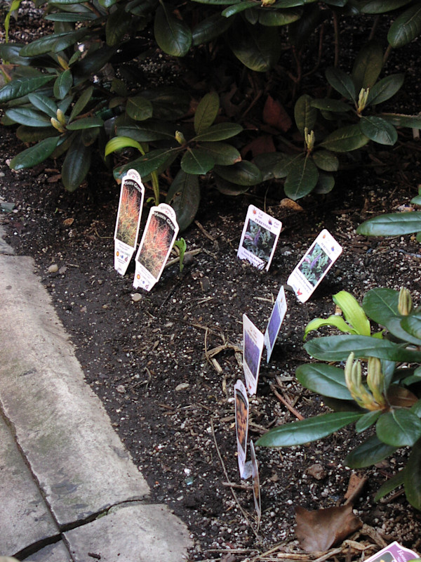 Plant Name Game by Wren Woodward Sarrow, Image 1.