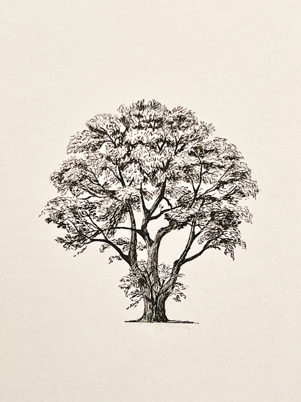 Tree by Wren Woodward Sarrow, Image 1.