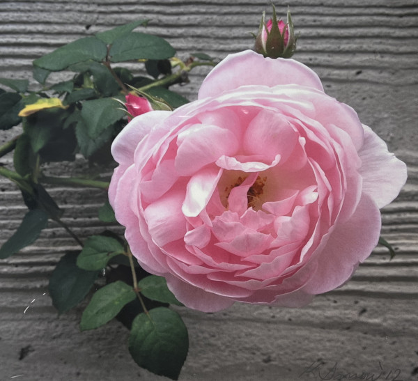 Pink Rose at the Getty Villa No. 2 by Wren Sarrow
