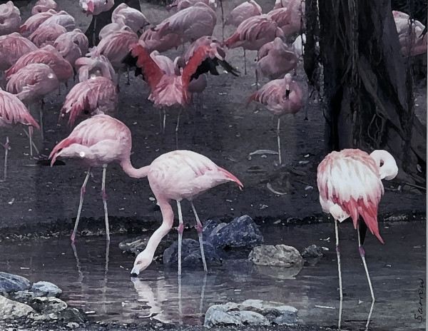 Pink Flamingos at the L.A. Zoo by Wren Sarrow