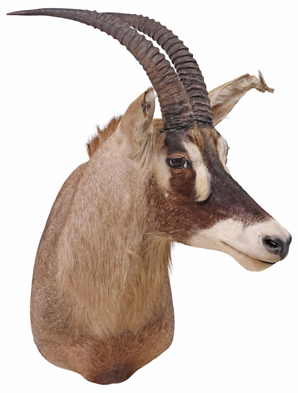 ROAN ANTELOPE SHOULDER TROPHY MOUNT, Image 1.