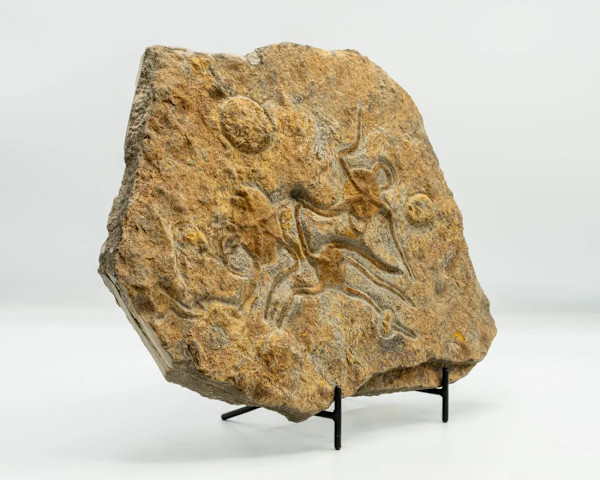 Moroccan Jurassic fossil with three starfish and other impressions