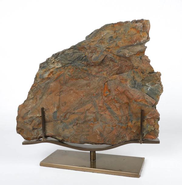 Large Fossilized Pecoptens Tree Fern slab on stand