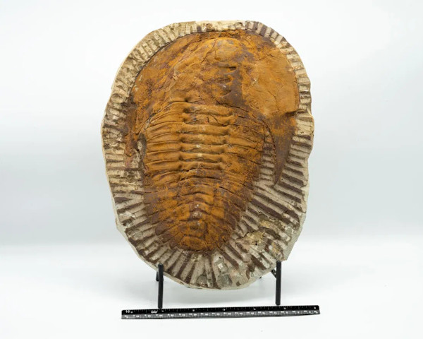Large Cambrian Era Moroccan trilobite fossil
