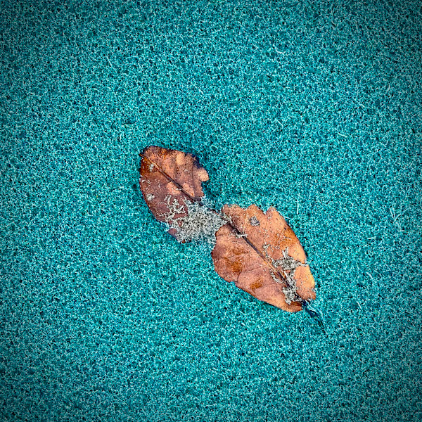 Seaside Finds II by Sharon E. Smith