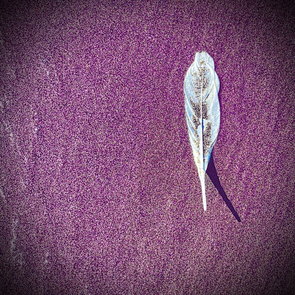 Seaside Finds VI by Sharon E. Smith