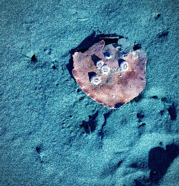 Seaside Finds VII by Sharon E. Smith