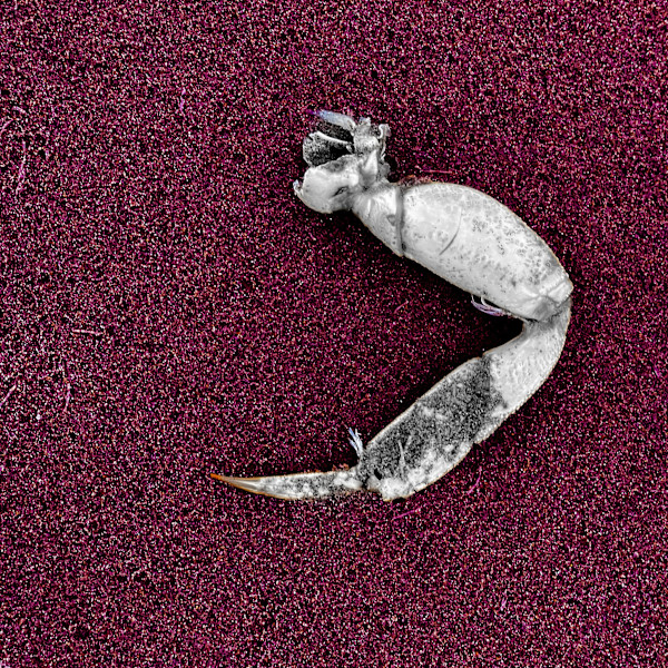 Seaside Finds III by Sharon E. Smith