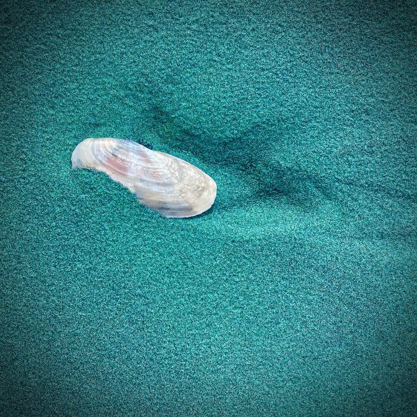 Seaside Finds IX by Sharon E. Smith