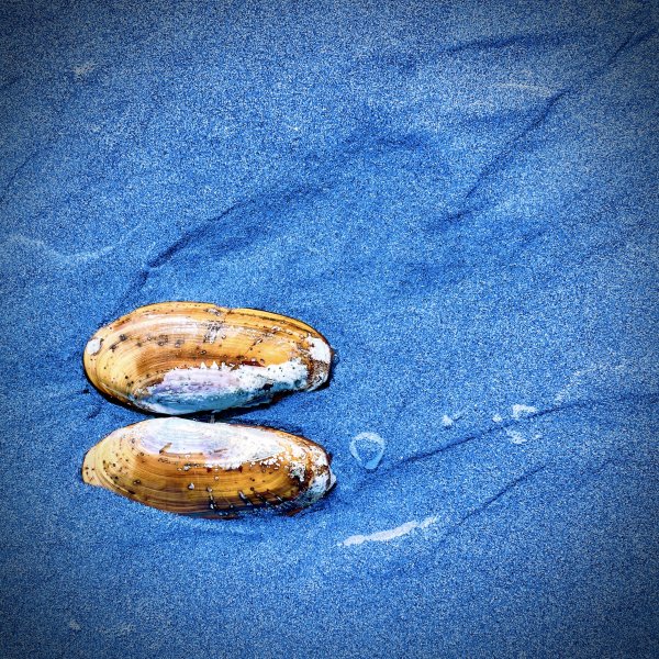 Seaside Finds IV by Sharon E. Smith