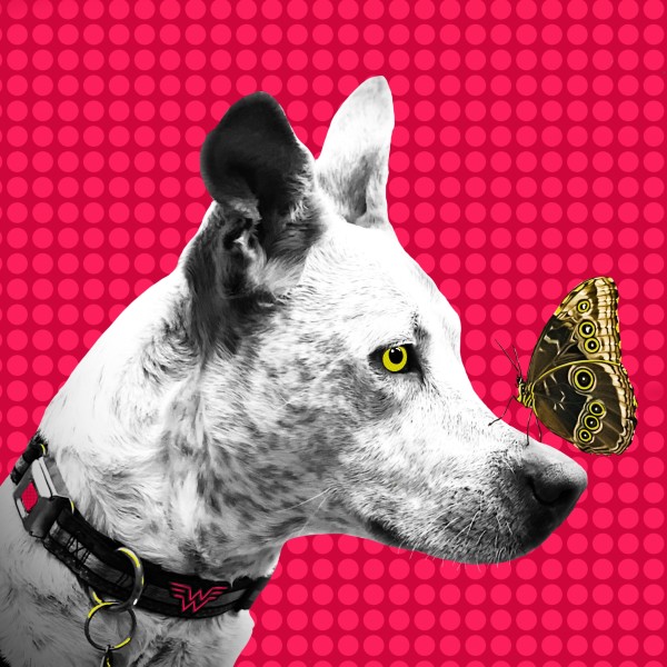 Frida and the Butterfly by Sharon E. Smith