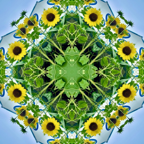 Samantha’s Sunflowers by Denise Wamaling