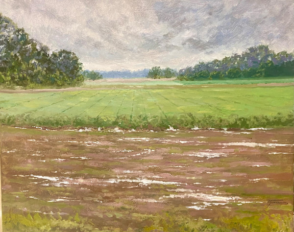 Soybean Field After Rain by Trevor  Thomas