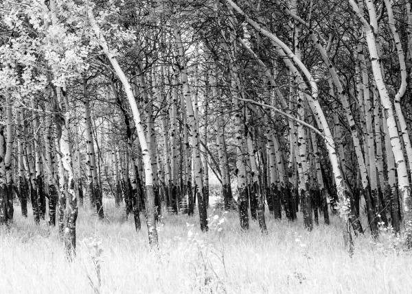 Summer Aspens 20x40 by Denise Hawkins